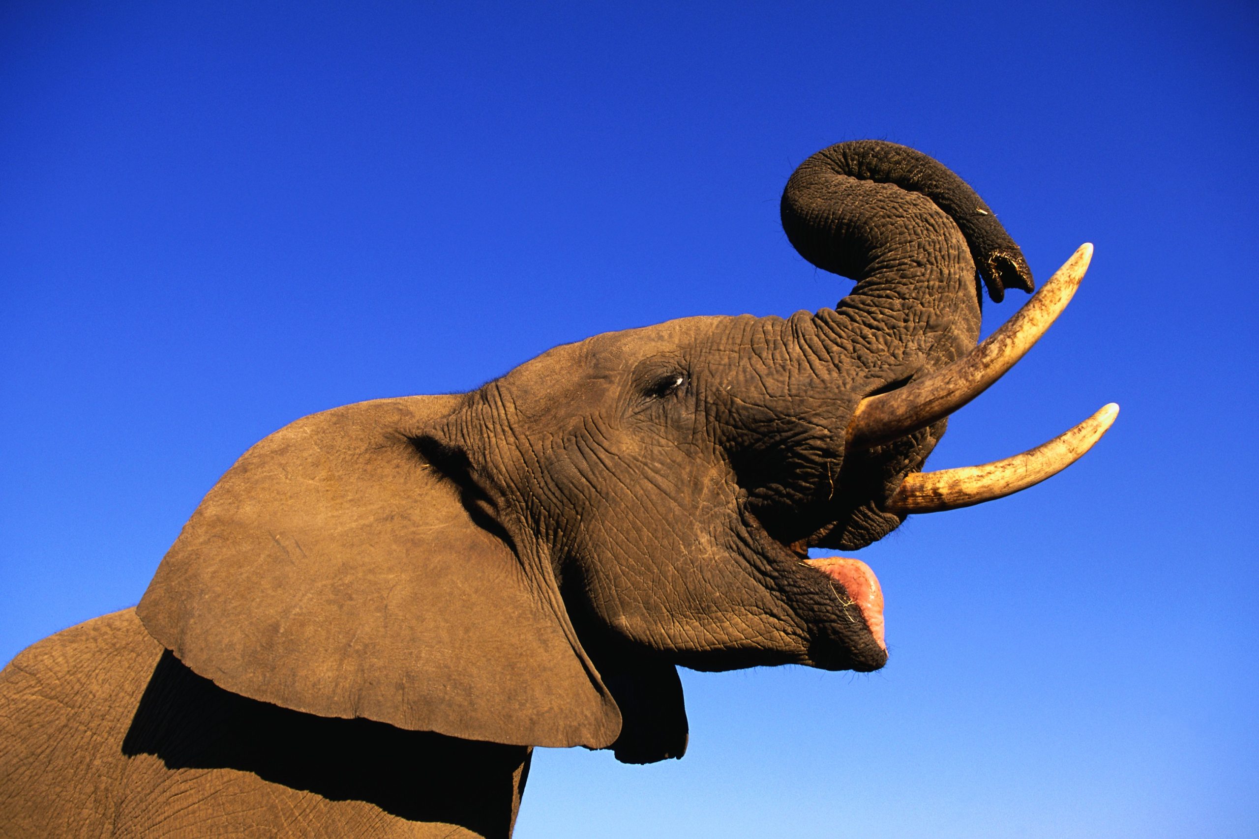 Rájöttek az elefántok emberi tulajdonságára