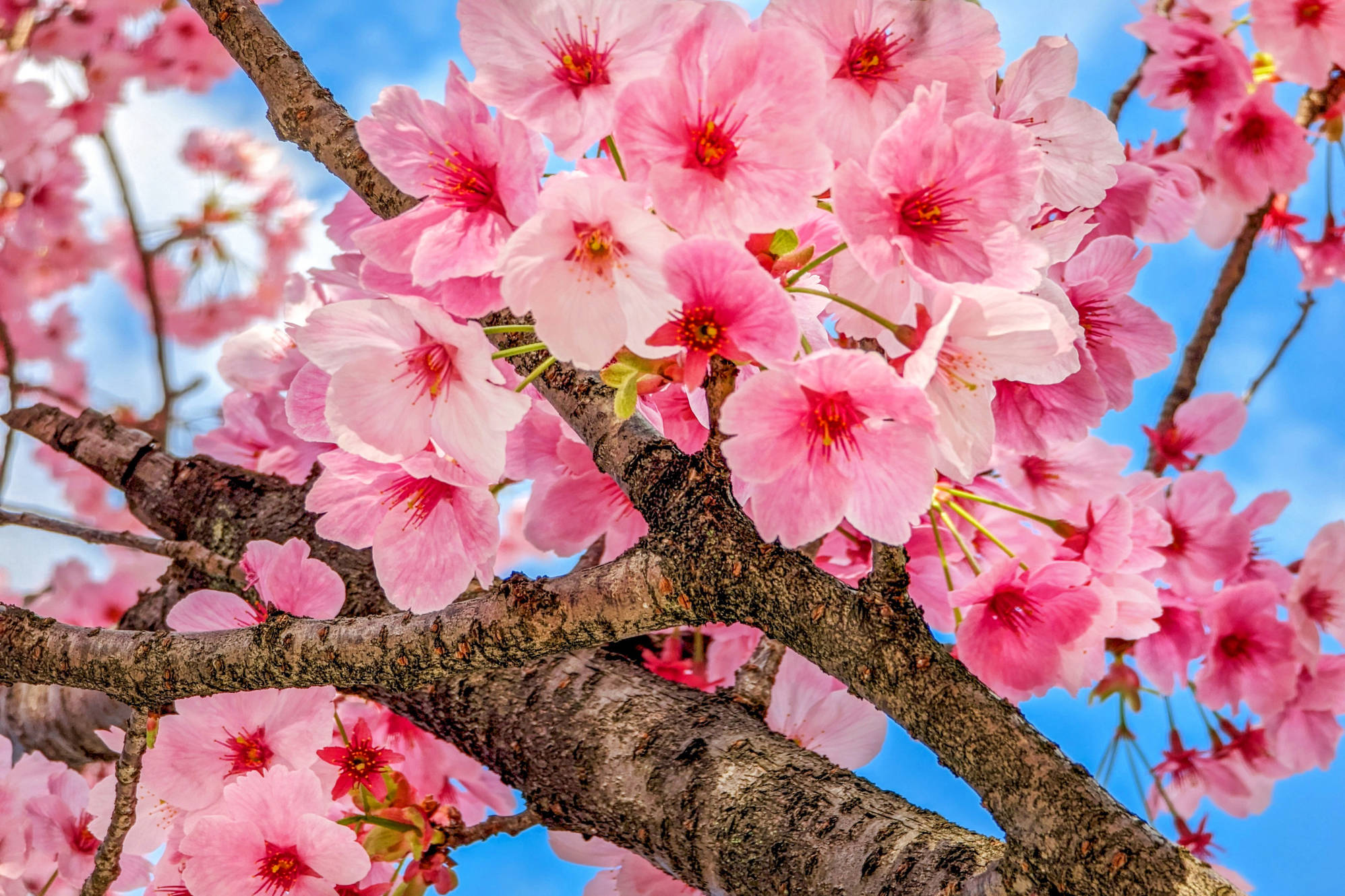Idén korábban virágzik a tavasz legszebb fája
