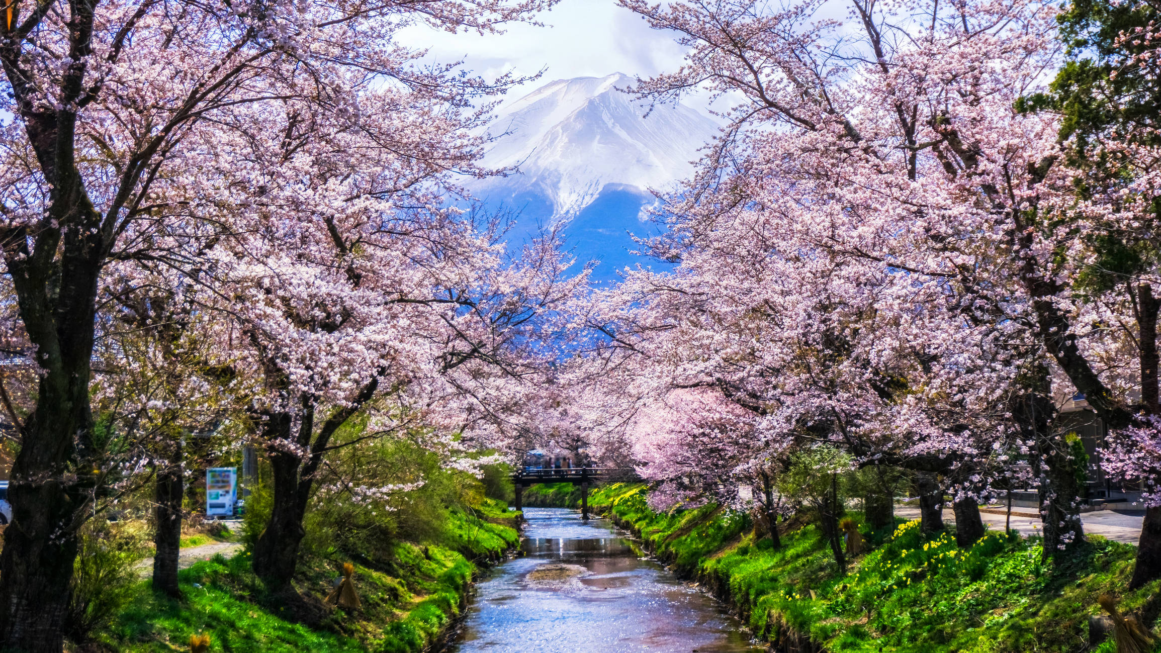 Japanese Cherry Blossom with Mt. Fuji at Omiya Bridge in Oshino Hakkai Village