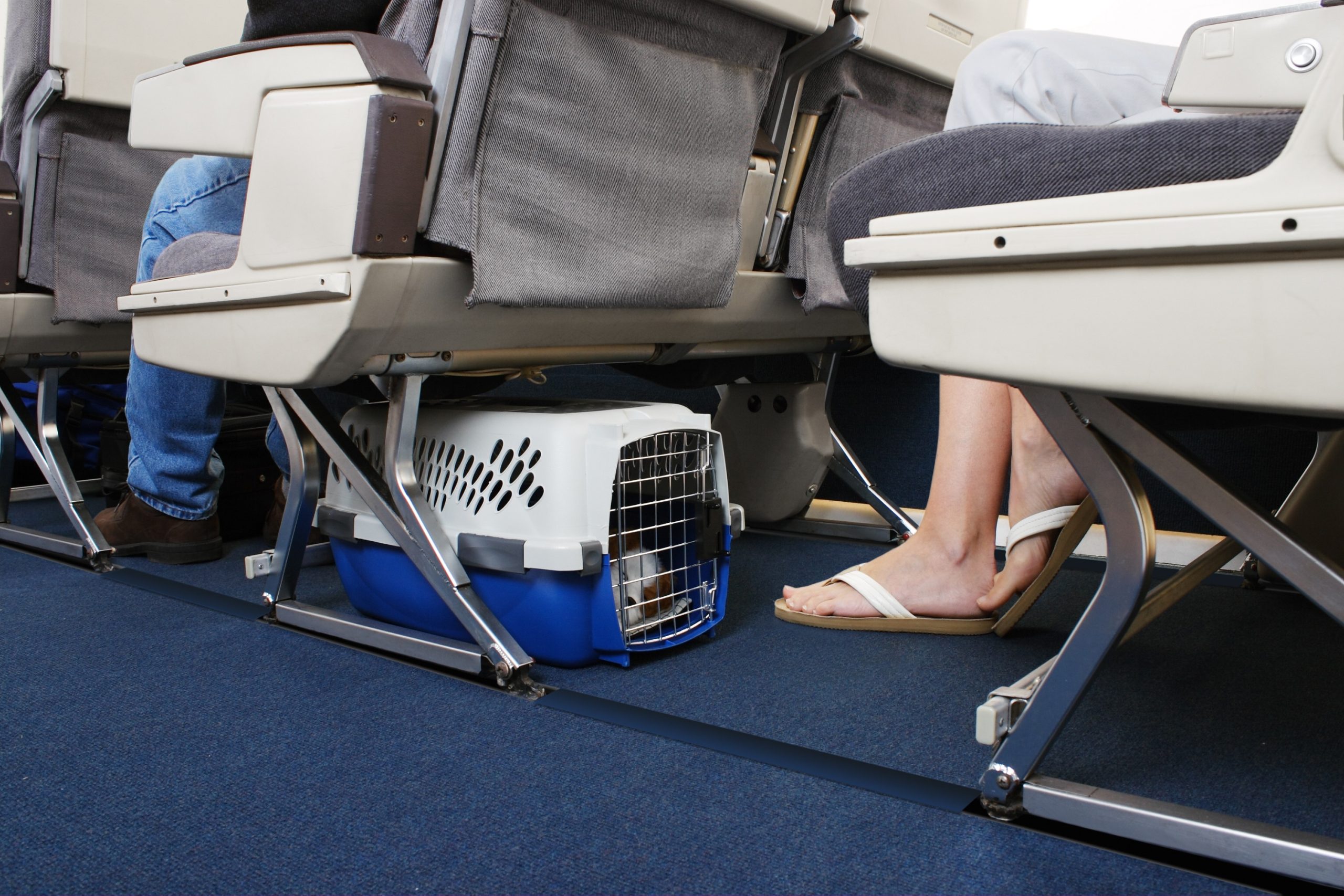 Indul az első, kutyáknak szóló luxus-légitársaság