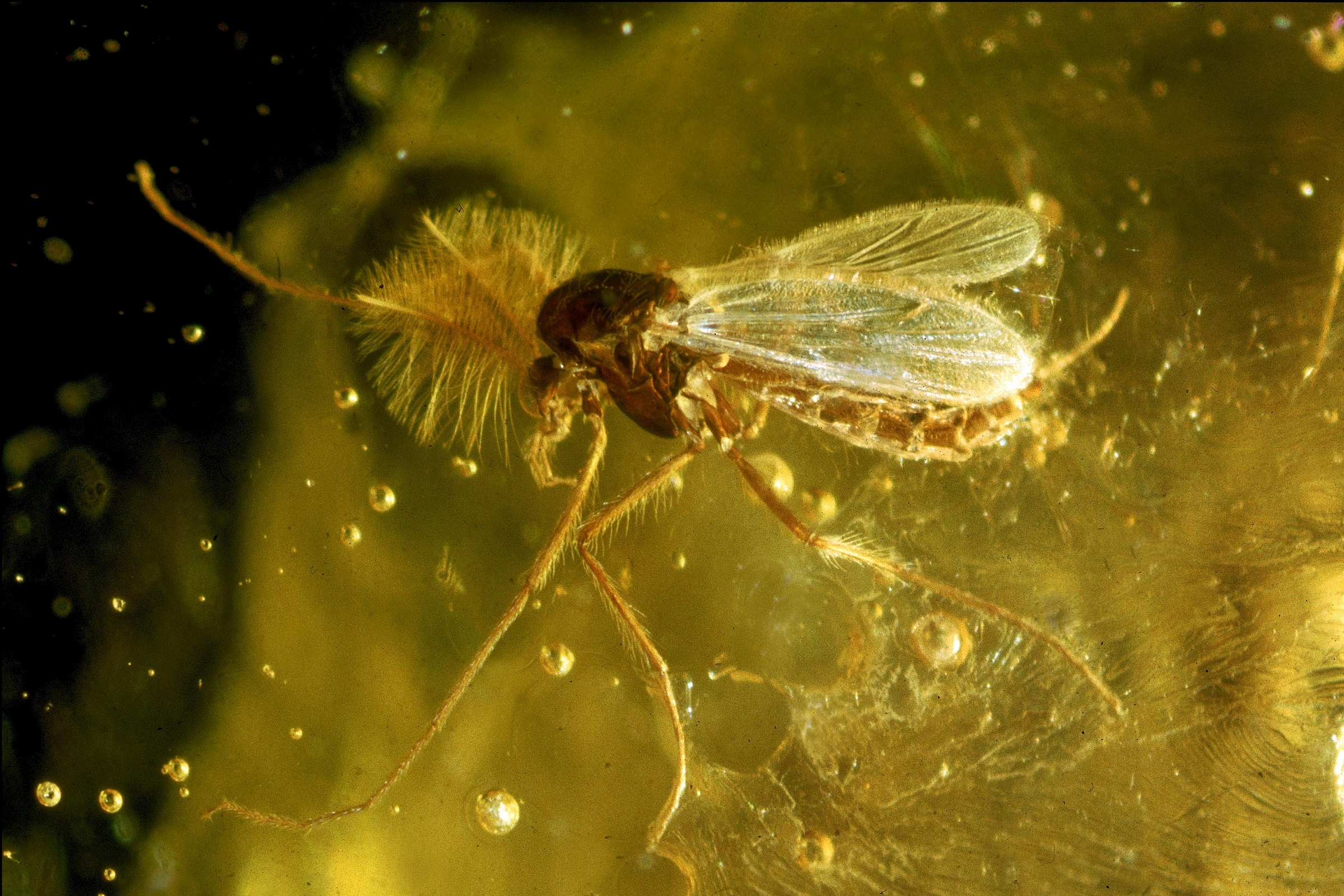 Egy 125 millió éves szúnyogféle a borostyánban (Kép: Marc DEVILLE/Gamma-Rapho via Getty Images)