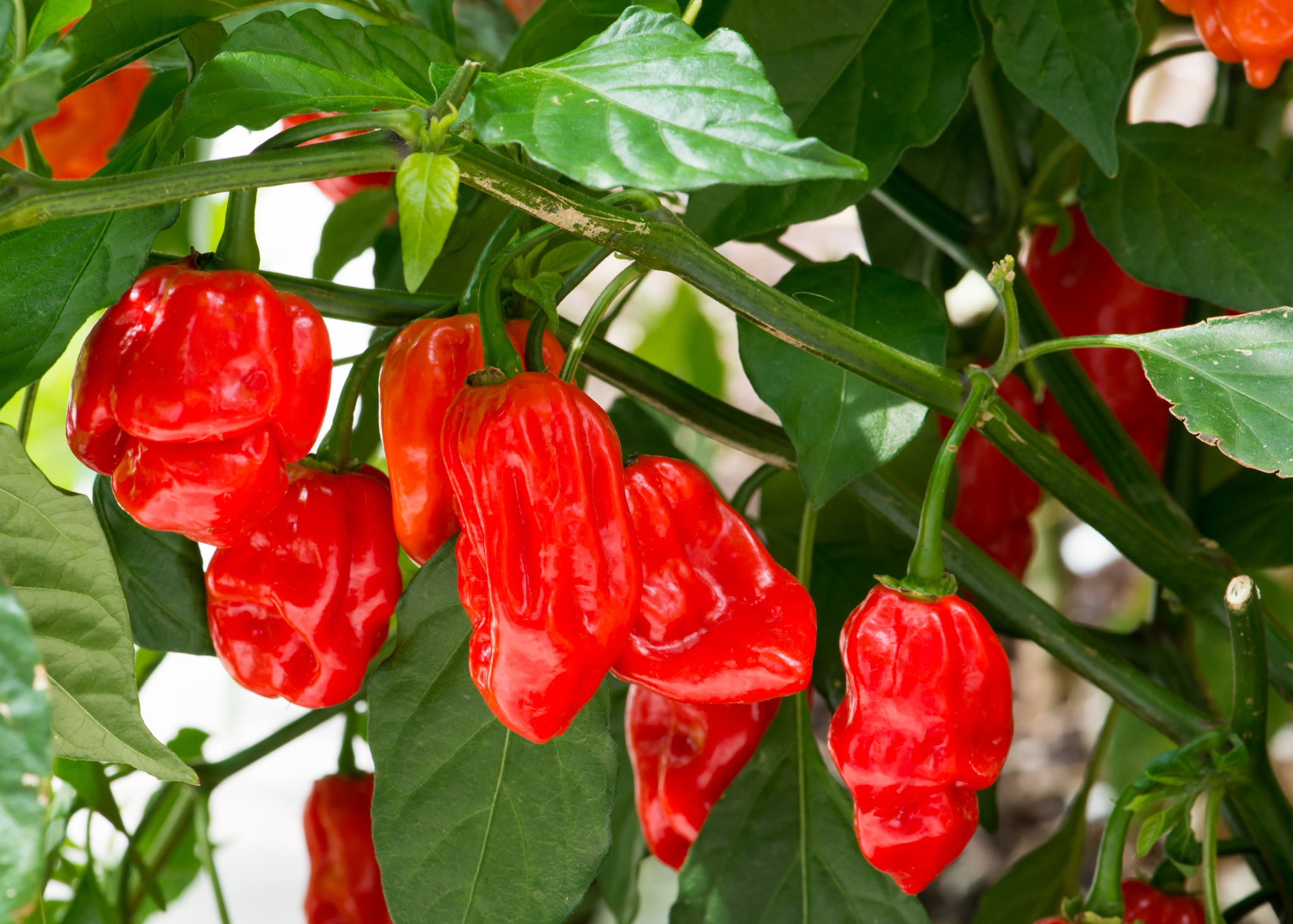 A Habanero termesztése sikerélménnyel kecsegtet, aromája, ereje, zamata pedig páratlan, frissen ugyanúgy, mint szószként. Fotó: Jun Zhang/Getty Images