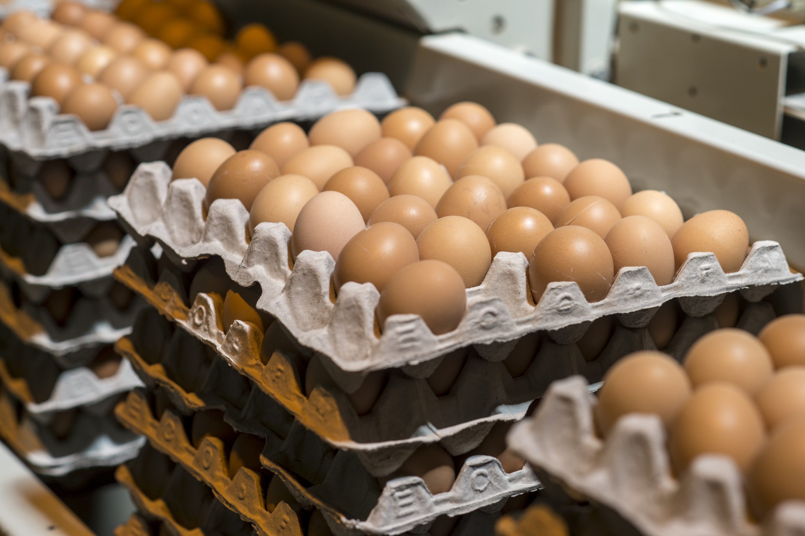 Cartons of brown eggs packaged at a plant in South Africa.