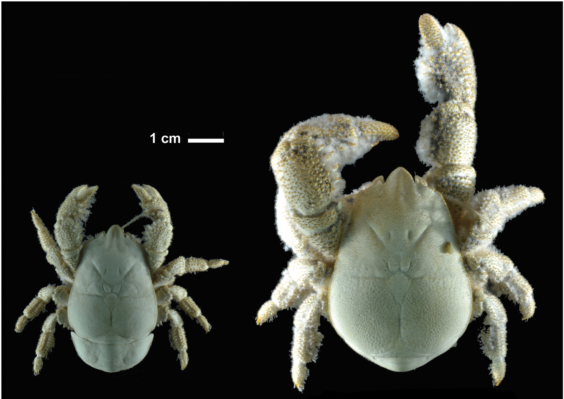 Kép: Thatje S, Marsh L, Roterman CN, Mavrogordato MN, Linse K (2015) Adaptations to Hydrothermal Vent Life in Kiwa tyleri, a New Species of Yeti Crab from the East Scotia Ridge, Antarctica. PLoS ONE 10(6): e0127621. https://doi.org/10.1371/journal.pone.0127621, CC BY 4.0, via Wikimedia Commons