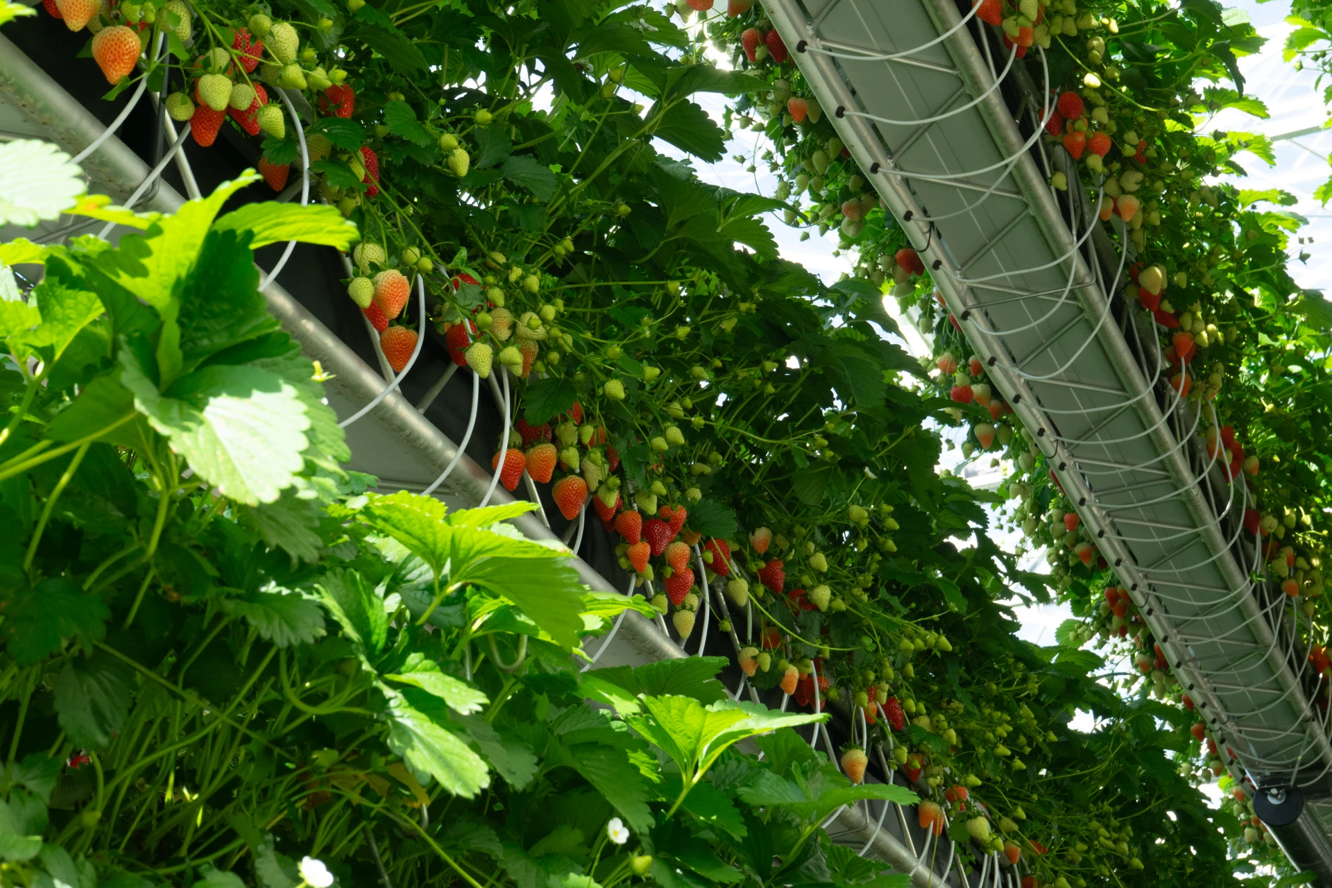 Akár egy műtő olyan modern eperfarm épül Angliában