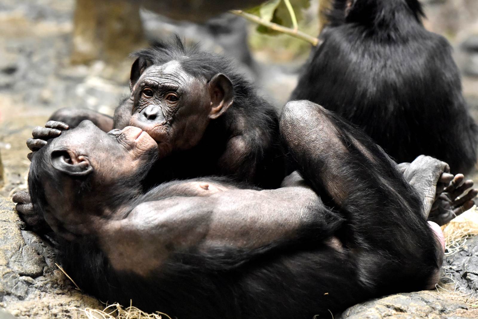 Csókolózó bonobók, más néven törpecsimpánzok - legközeli rokonaink, akiknél a szex a konfliktuskezelés alapvető mindennapi eszköze is, nem úgy, mint a jóval agresszívebb közönséges csimpánzoknál (Kép: Getty Imags/Jeff McCurry)