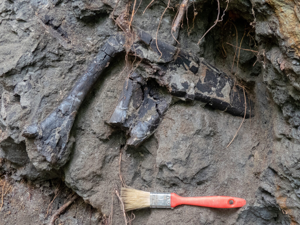 A csontok szinte egymáson feküdtek a rétegben. Fotó: ELTE Őslénytani Tanszék