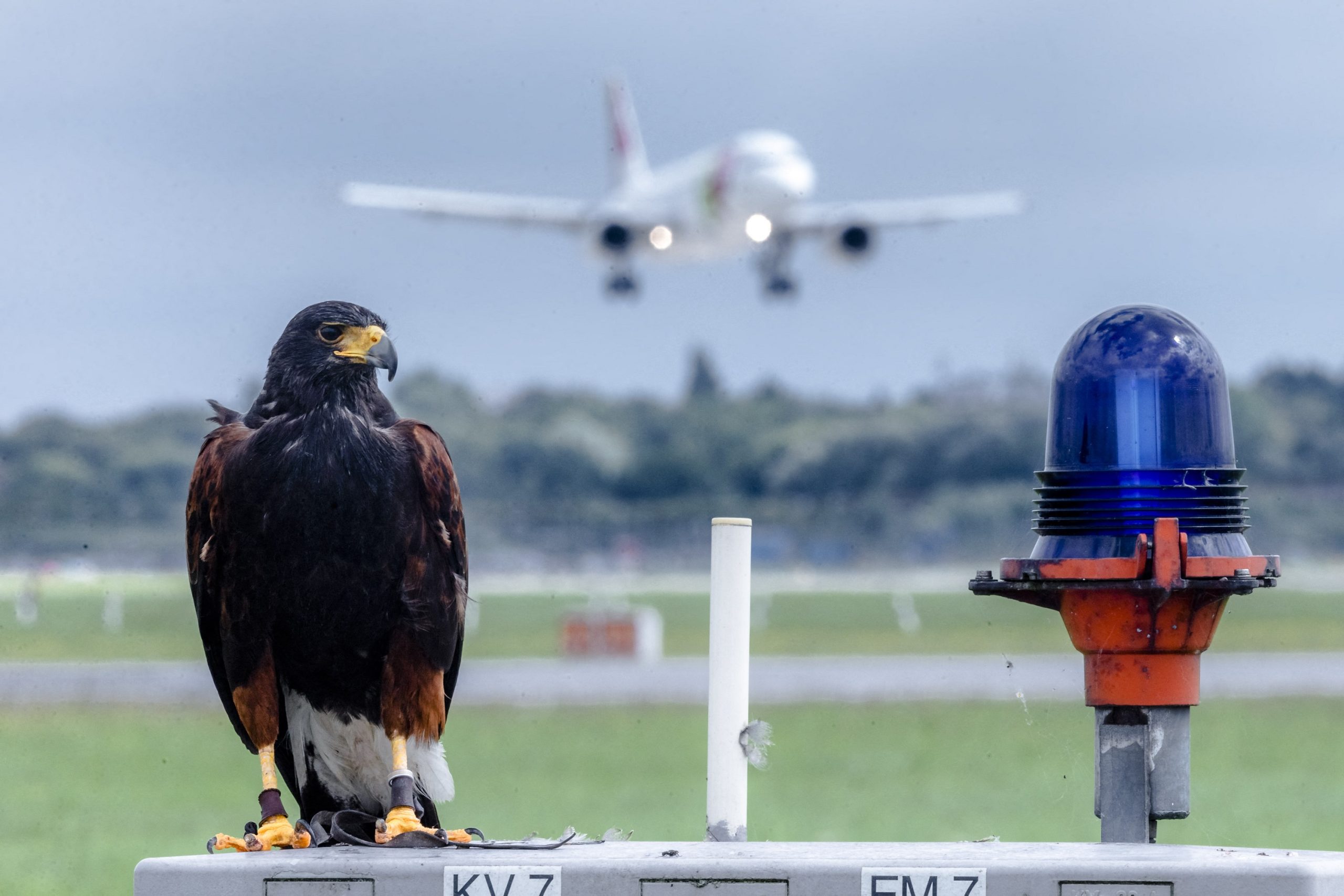 Harris-&ouml;lyv a hamburgi rept&eacute;ren (K&eacute;p: MARKUS SCHOLZ / dpa Picture-Alliance via AFP)